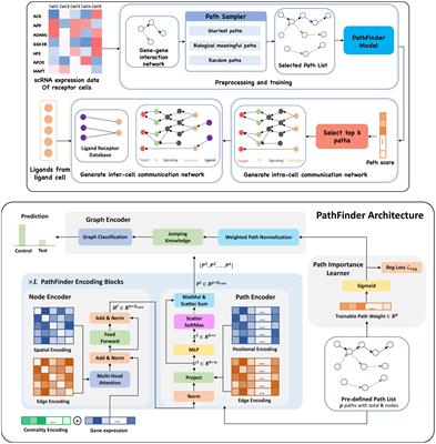 PathFinder: a novel graph transformer model to infer multi-cell intra- and inter-cellular signaling pathways and communications